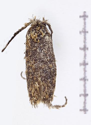 Ochsenheimeria taurella